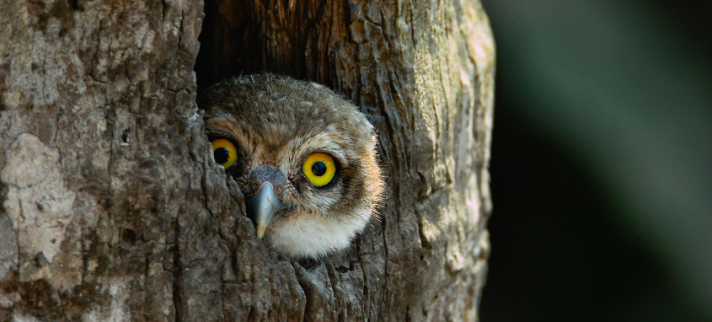 Comment les illusionnistes captent-ils notre attention ?