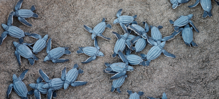 Votre propension à coopérer dépend plus de votre réseau que de votre personnalité