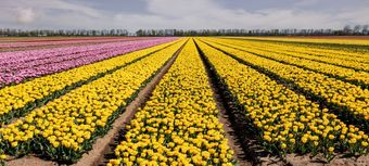 Reconciling growth and profitability