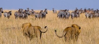 Learn to manage conflicts to capitalize on diversity