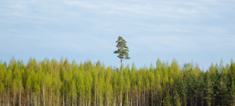 Communiquer la stratégie : comment se démarquer du bruit ambiant ? 